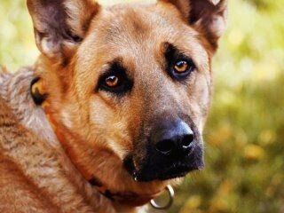 Посмотрите в эти глаза, чем не человеческие?