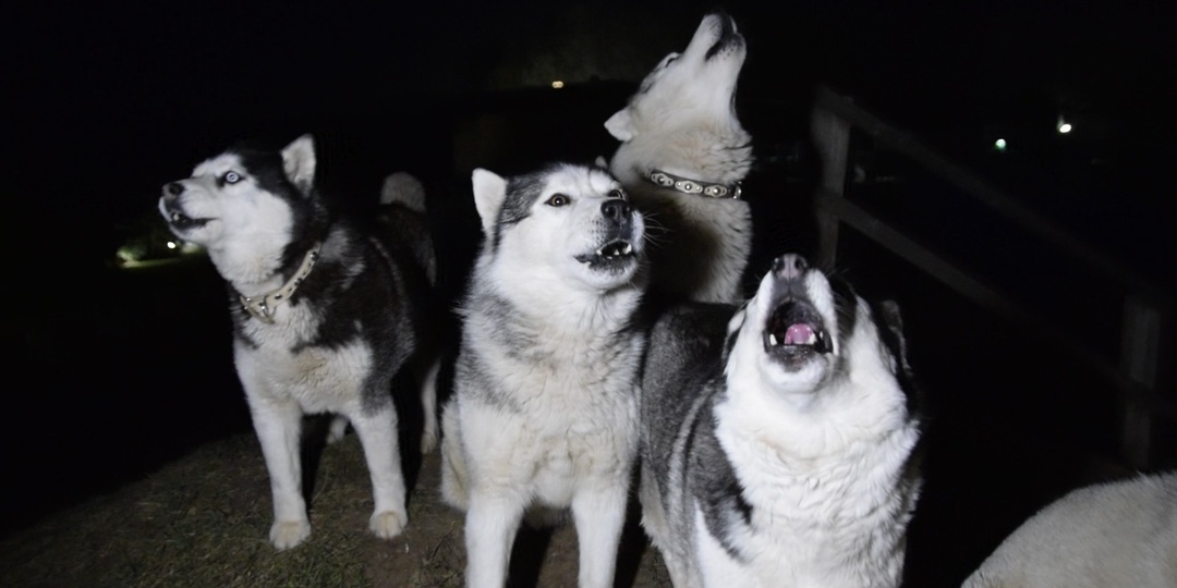 Собака эпилептик подвергается нападениям других собак в семье. Личный опыт.