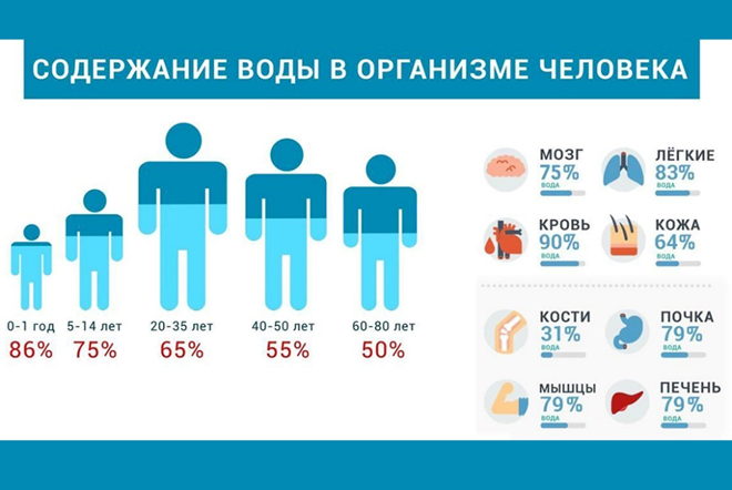 Содержание воды в организме человека