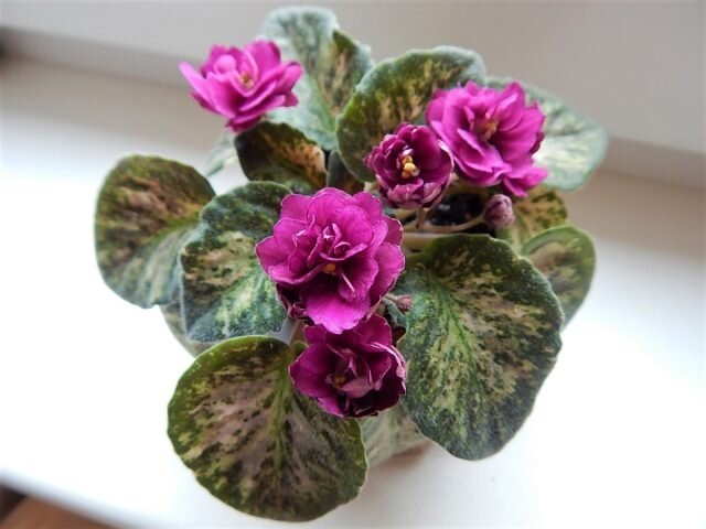 ����� ������ (Saintpaulia �Witch Doctor�). � Fialky od Pavlínky  📷
