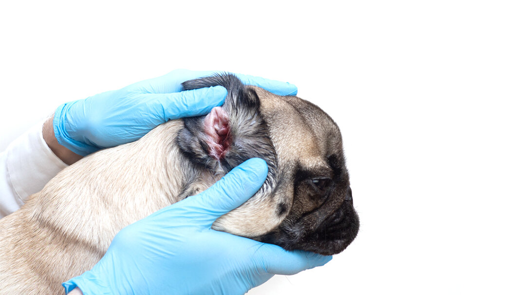 Ушной клещ – паразит, нередко поражающий питомцев. Заражение приводит к развитию отодектоза, который может стать хроническим и даже привести к гибели собаки.-2