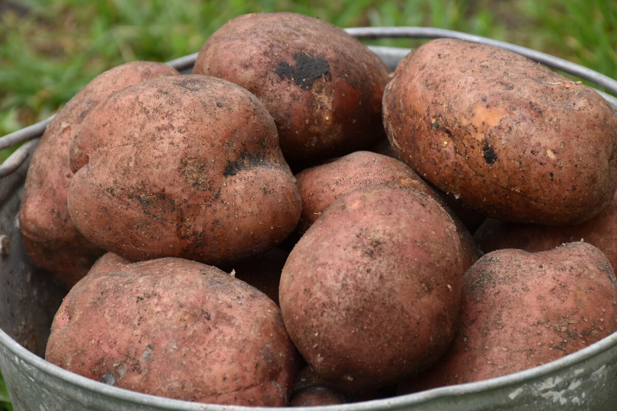 Можно ли сыпать картошку. Картофель пораженный проволочником. Мин и картошка. От проволочника что помогает для картошки при посадке.