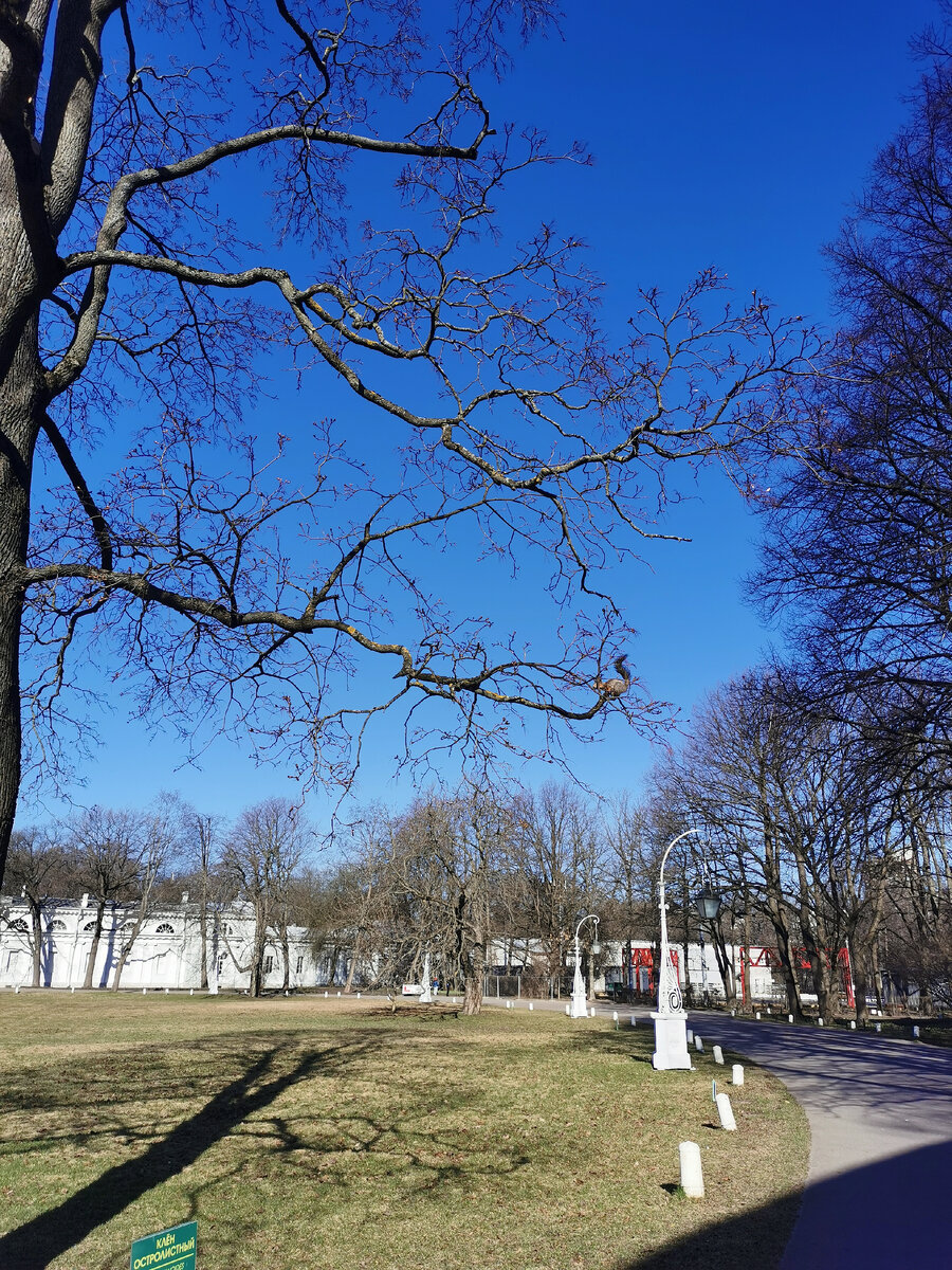 Найдите белку))