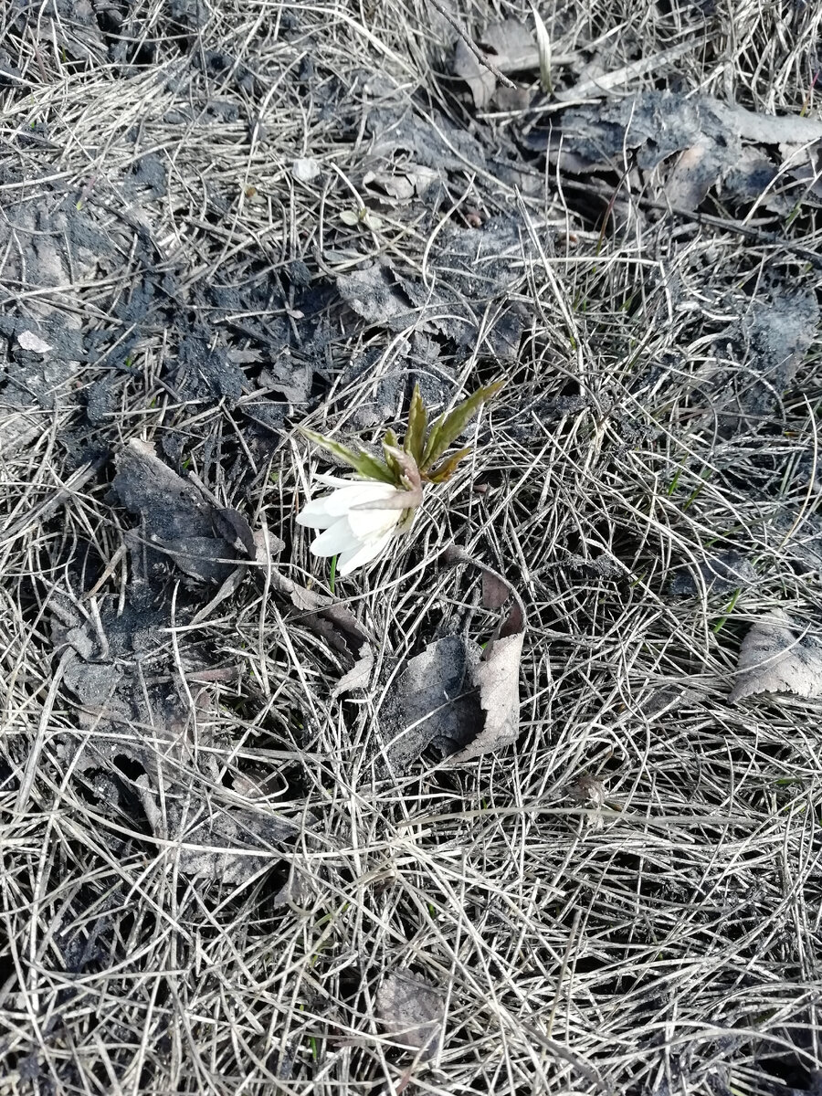 Если солнечная сторона, то у нас так.. Наши первые, кто подснежниками зовет, кто ветренницей..