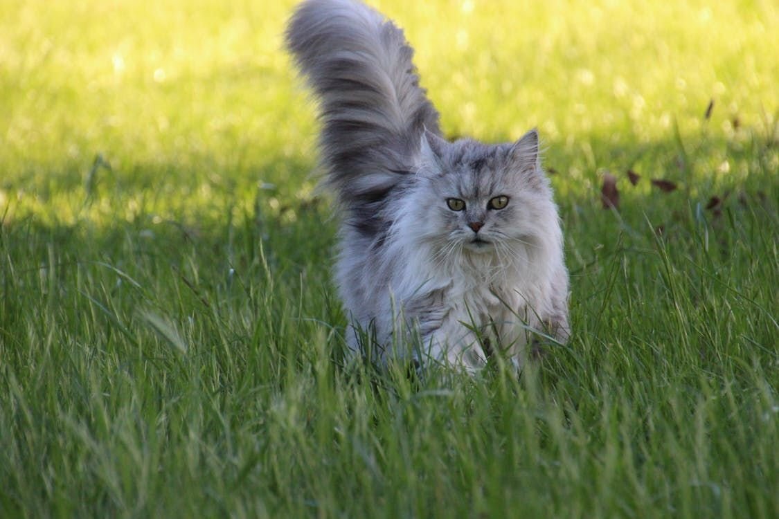 Кошка гадит на грядках. Что делать?