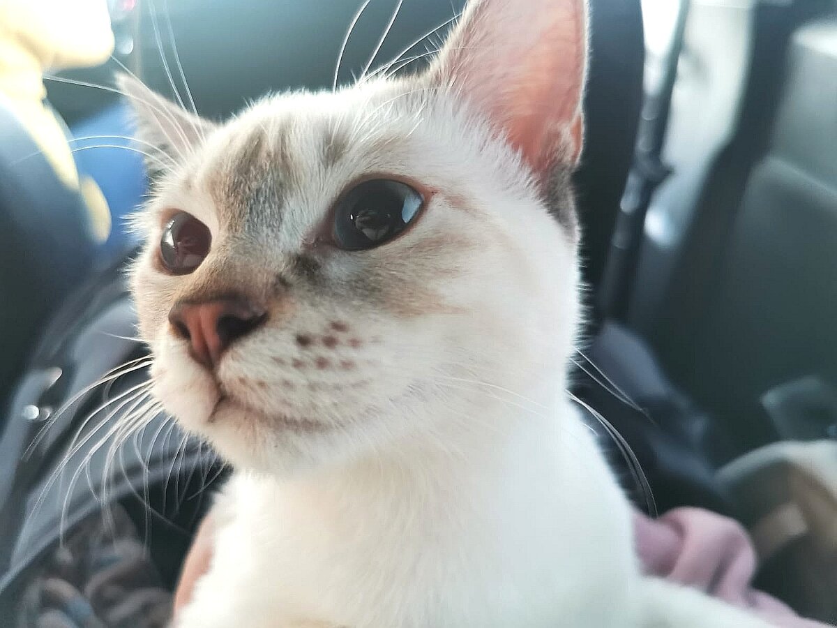 Пайпер в машине