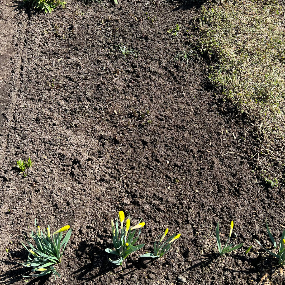 Лилии теперь видны. А с очитками (справа), тоже сплошь заросшими сорняками, разберусь позже ;)