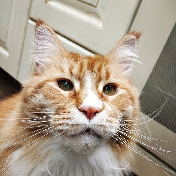 яндекс фото