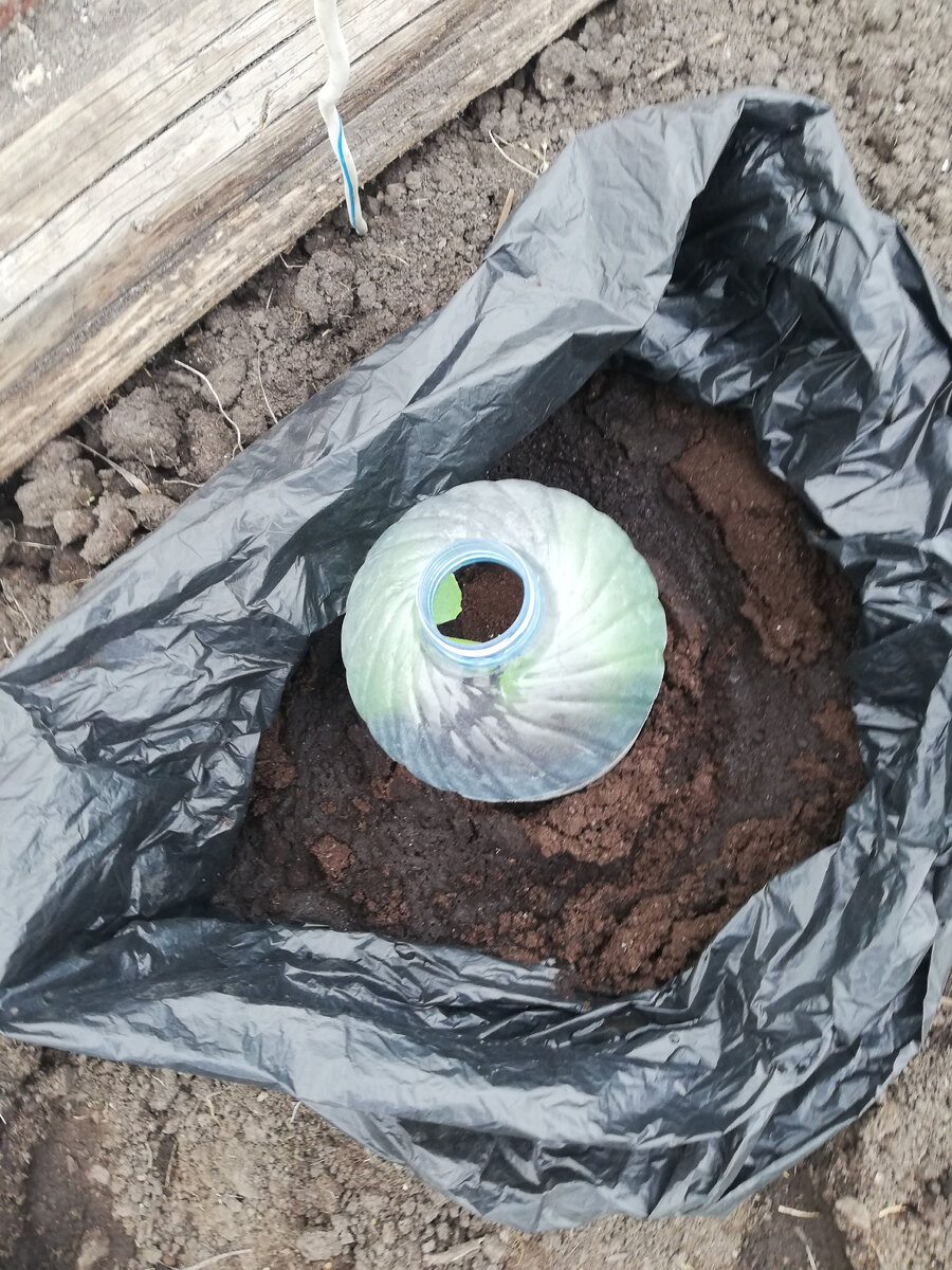 Так в пакете и буду их выращивать.