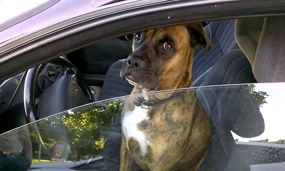  Многие люди заводят домашних животных, и частенько перевозят их в машине. Но что делать, если запах от животного становится неприятным и настойчивым?
