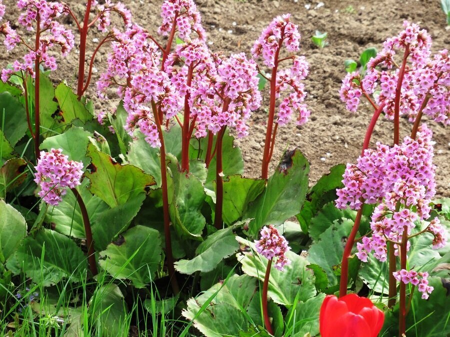 бадан дальневосточный. бадан бергения. бадан гибридный абендглут. бадан цветет. бадан энджел кисс.