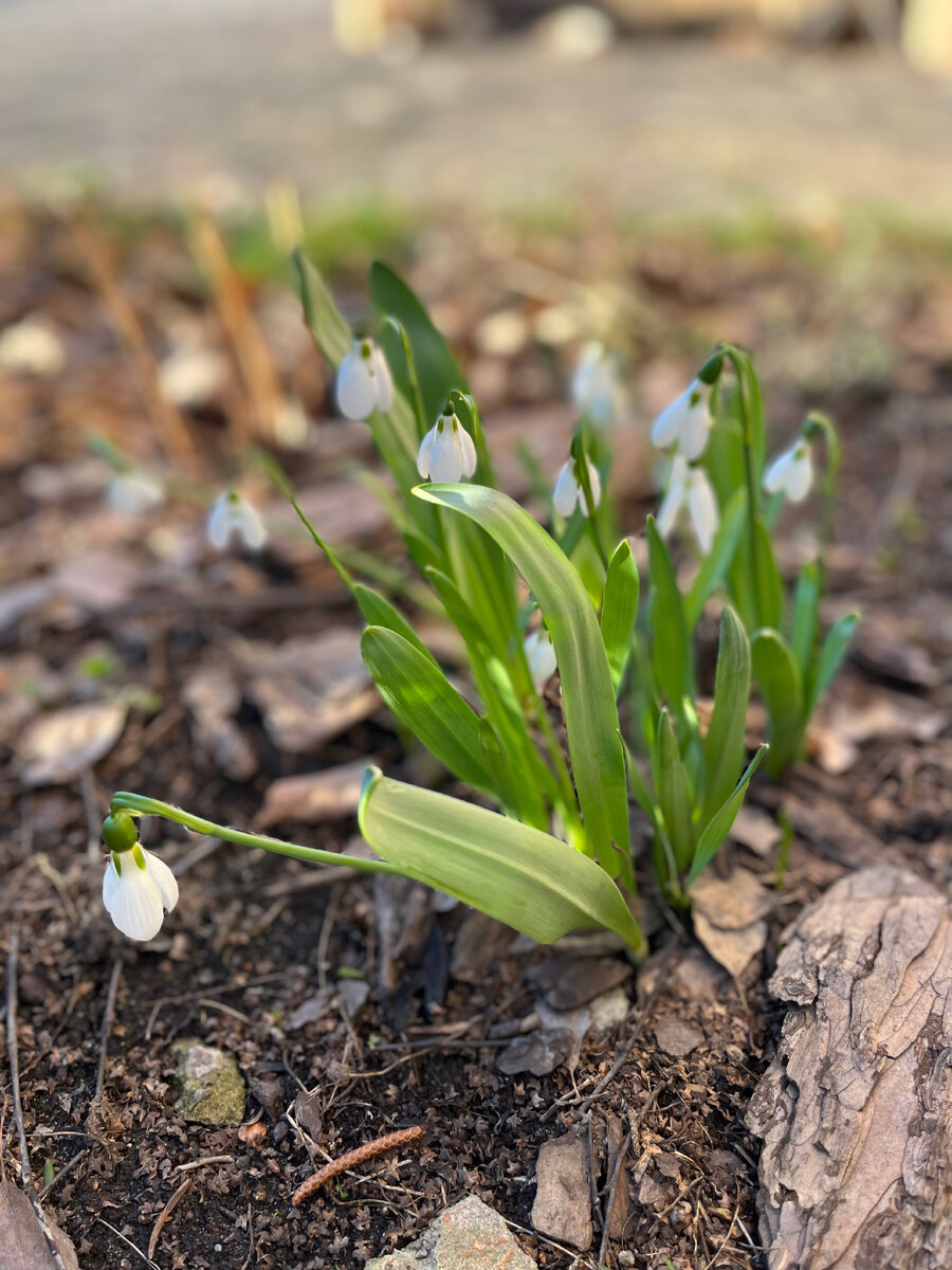 Начали цветение в саду подснежники