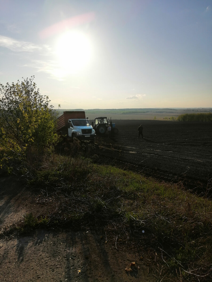 Сев