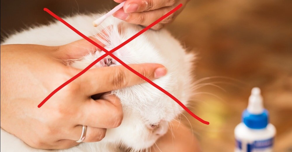 Как правильно чистить уши кошке? | Ника Крутина | Дзен