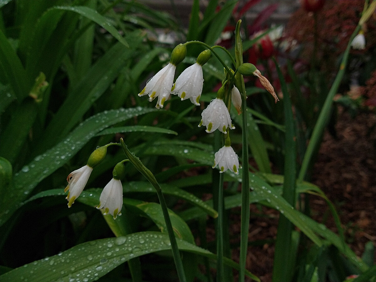 Белоцветник весенний 