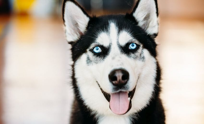Почему у собак бывают глаза разного цвета?