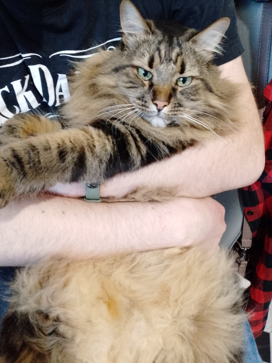 Кот Кузя
