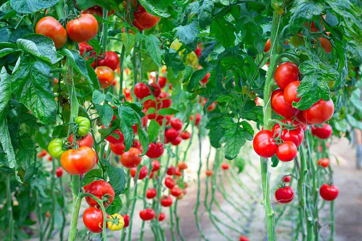 Источник: https://flo.discus-club.ru/novosti/916-luchshie-sorta-tomatov-dlya-otkrytogo-grunta.html