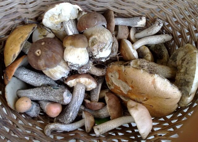 грибы в мае. фото автора