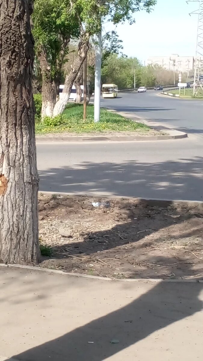 Фото автора: автобус лимон 🍋