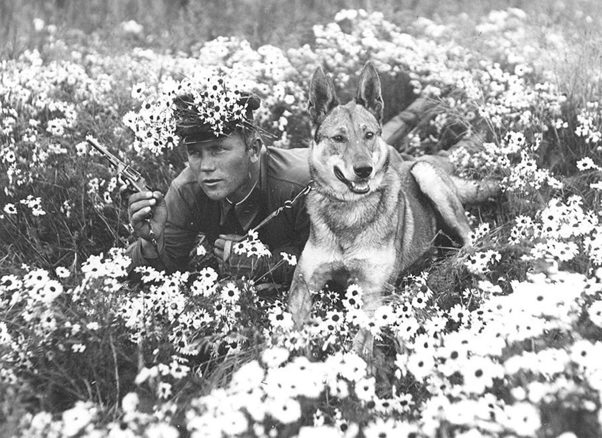 Собаки на войне 1941-1945