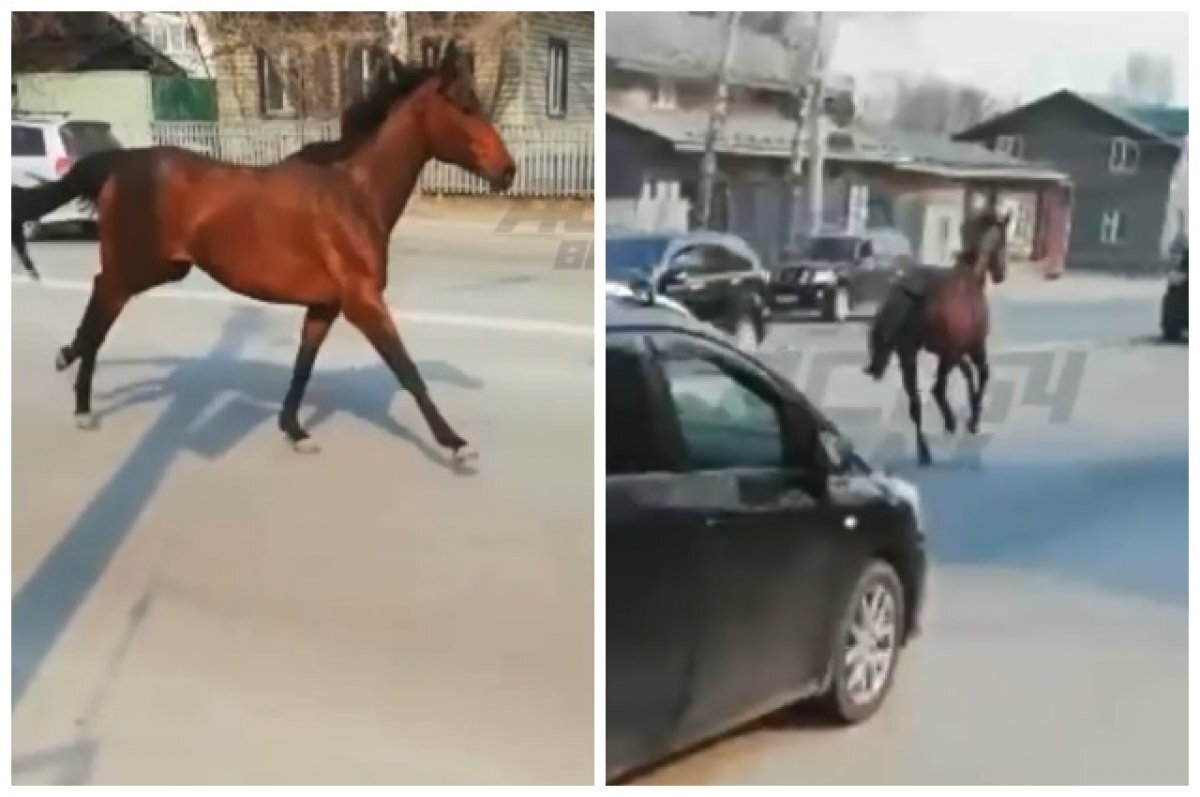 В Новосибирске лошадь без наездника бегала по улице Жуковского | АиФ  Новосибирск | Дзен