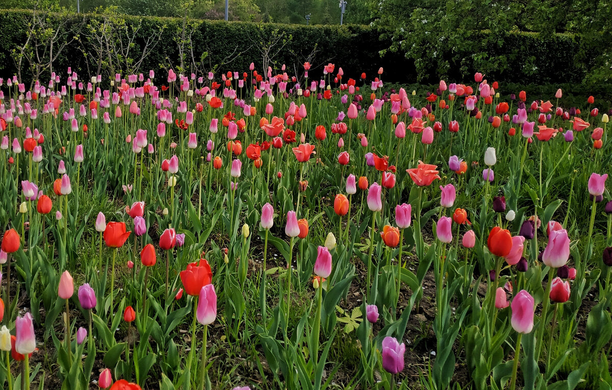 В Москве много цветущих тюльпанов