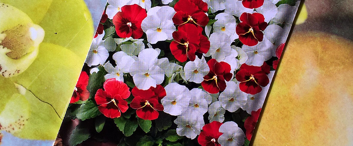 С упаковки семян Фиалки рогатой "Куколка"