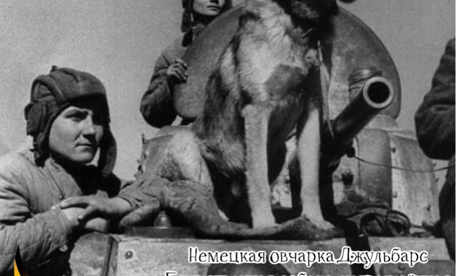 Собаки-герои Великой Отечественной Войны