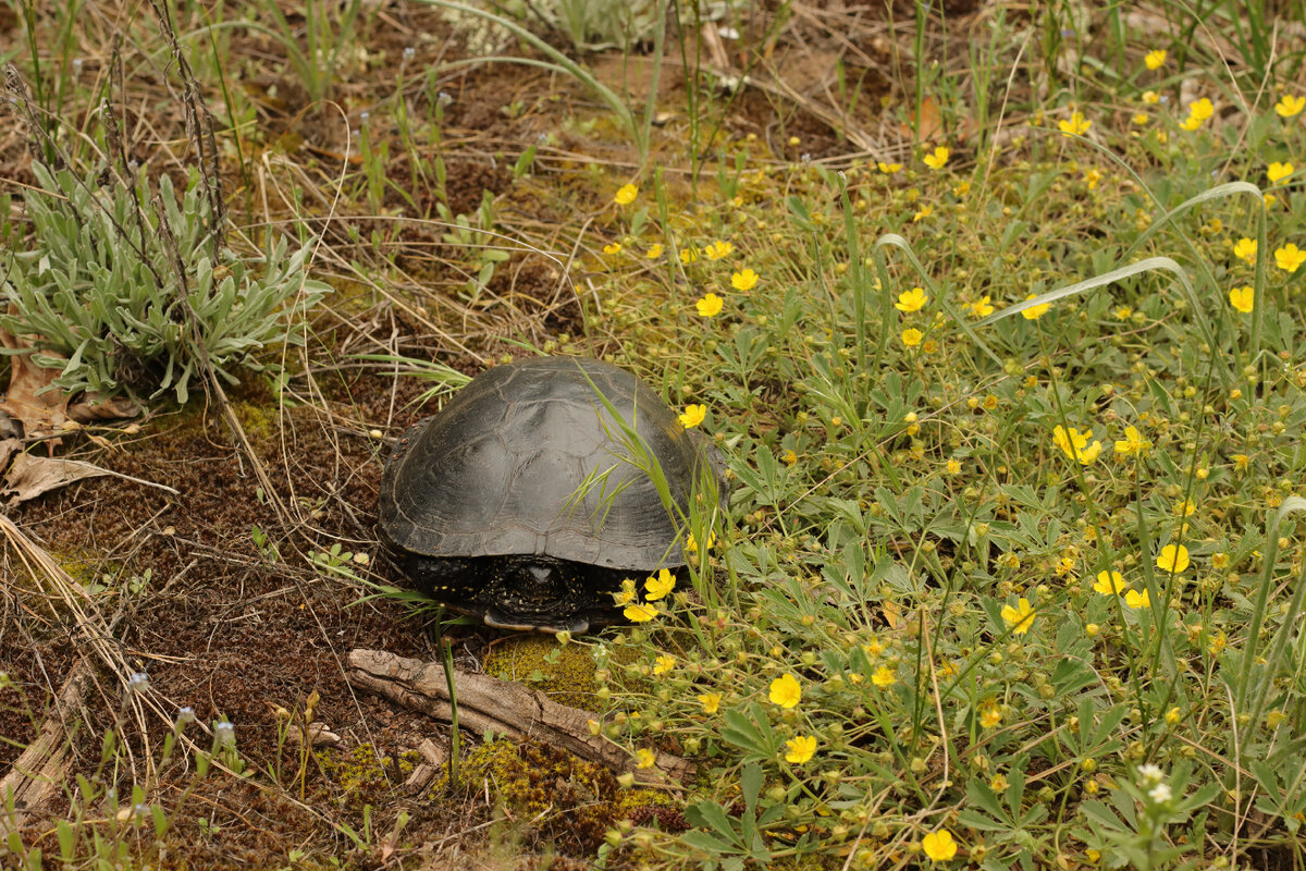 Спряталась 