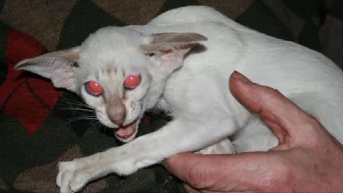 экстремалов часто сопровождают психические отклонения