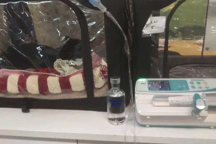 Кота спасают капельницей. Источник фото: https://www.lifewithcats.tv/cat-saved-from-deadly-antifreeze-thanks-to-vodka-drip/