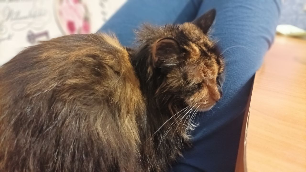 Сохнет, дрожит и греется