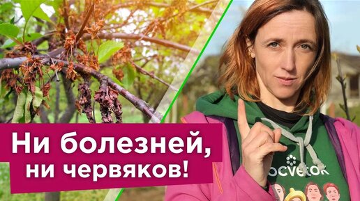 Срочно обработайте вишню и черешню от болезни, которая 