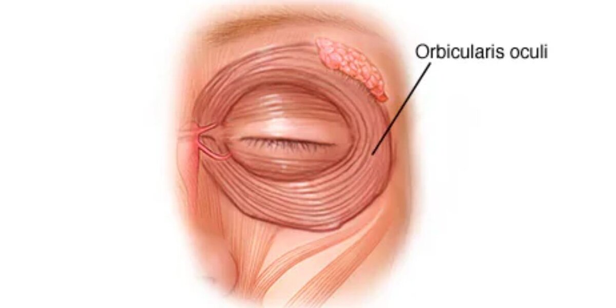 Круговая мышца глаза фото