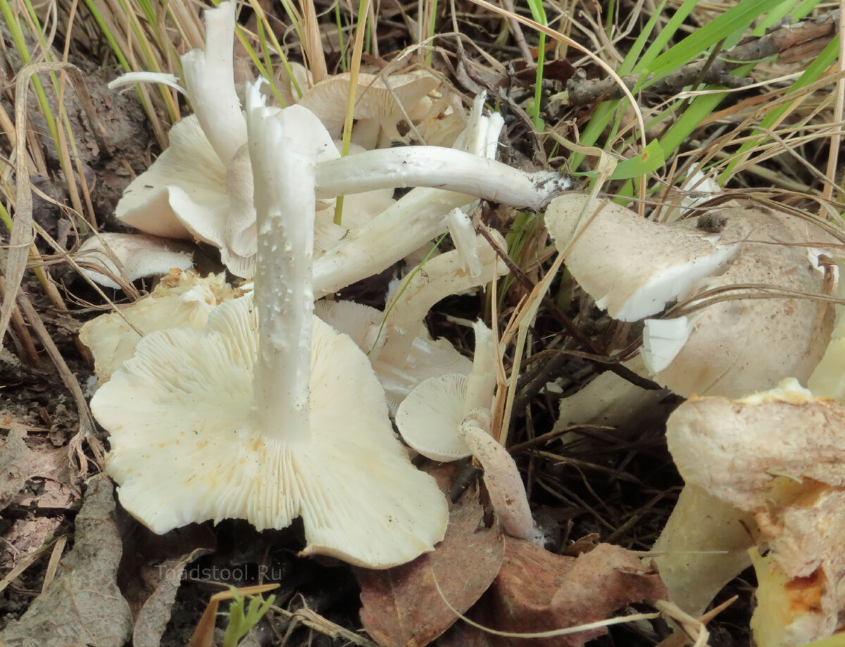 У молодых грибов пластинки защищены тонкой паутинкой, которая в зрелости исчезает бесследно (фото И.Лебединского)