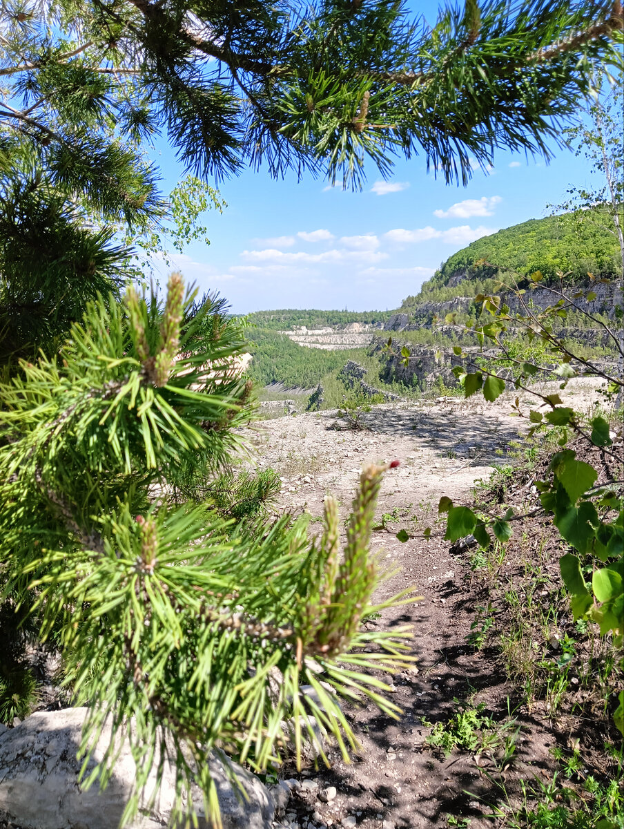 Вот такие жирненькие сосны (и не только) растут на каменной почве карьера.