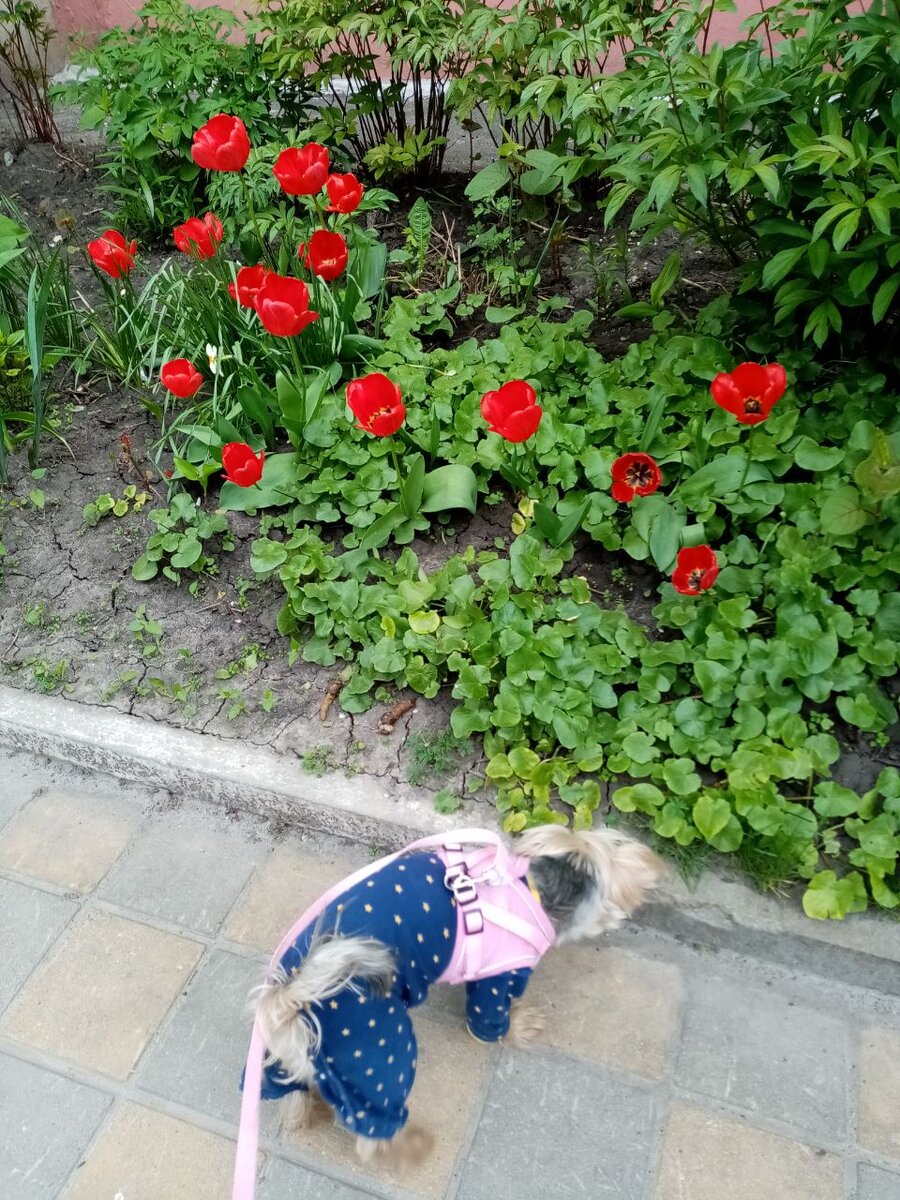 радость на прогулке