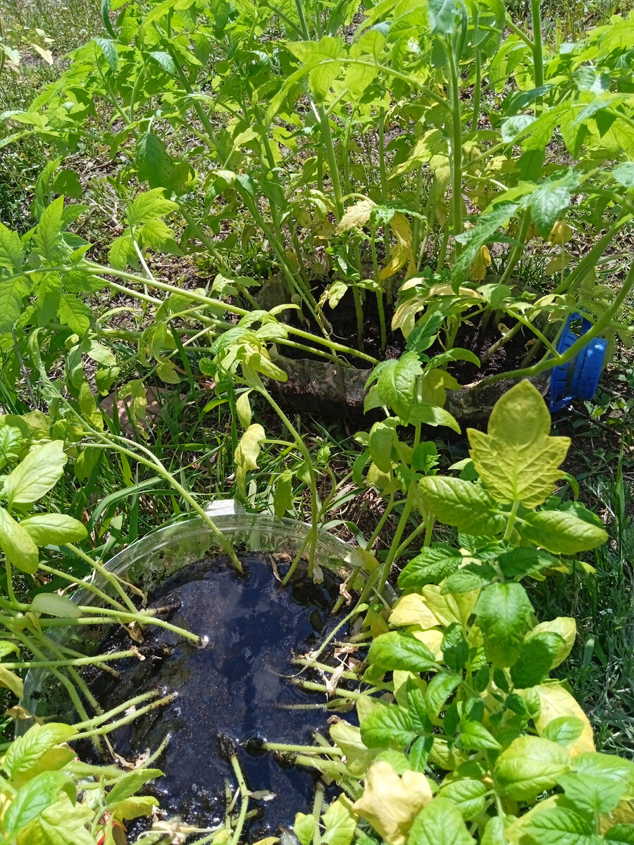 Залила рассаду водой перед посадкой.