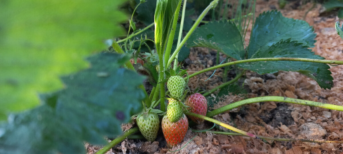 Уже краснеют ягодки. Вчера дочка сорвала Первую, относительно спелую
