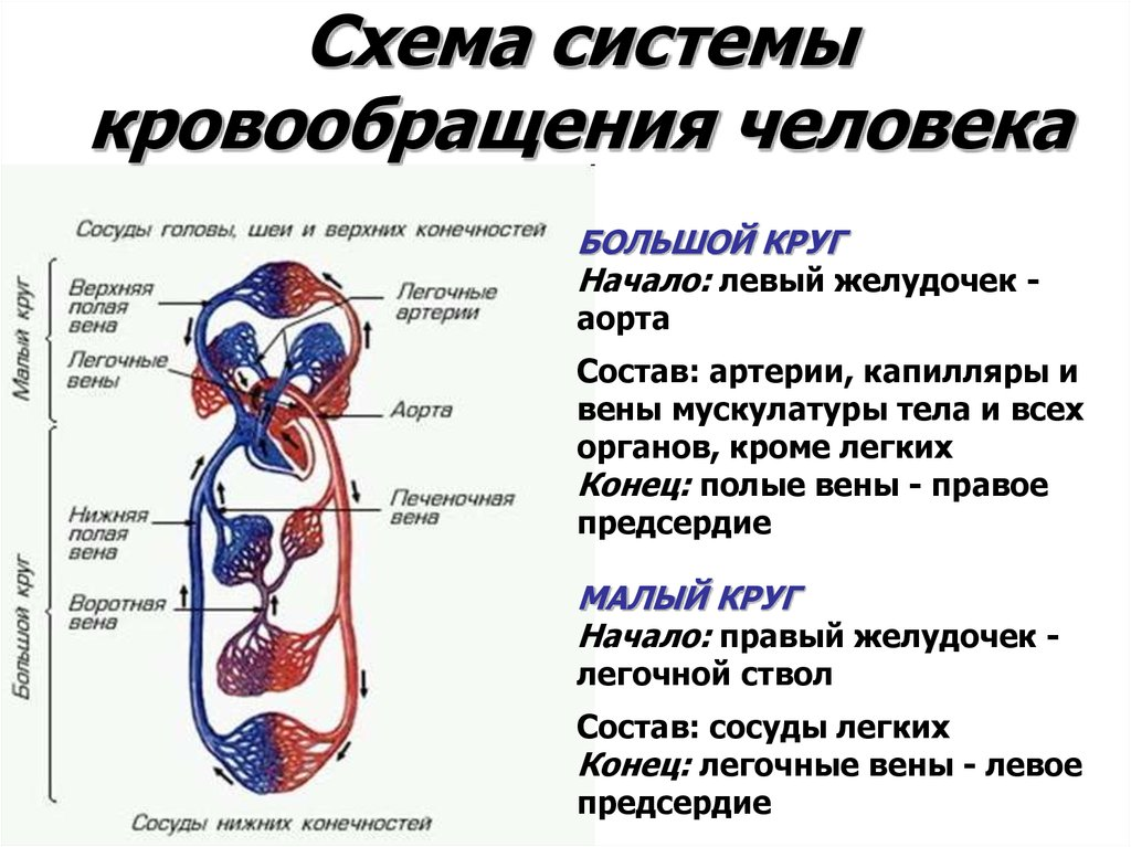 В состав какой системы входит сердце. Схема системы кровообращения человека анатомия. Структура малого круга кровообращения анатомия. Система органов кровообращения человека таблица. Система кровообращения сосуды схема.