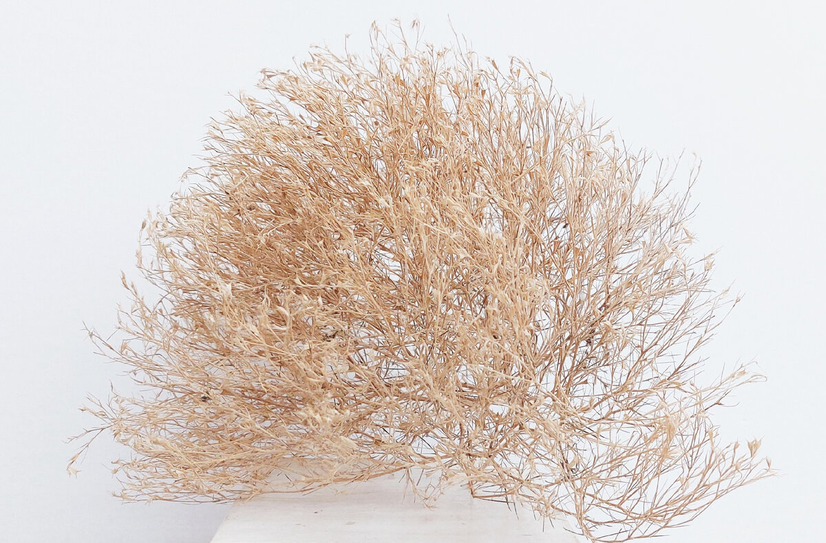 Перекати-поле рогач песчаный из фондов Зоологического музея и гербария.