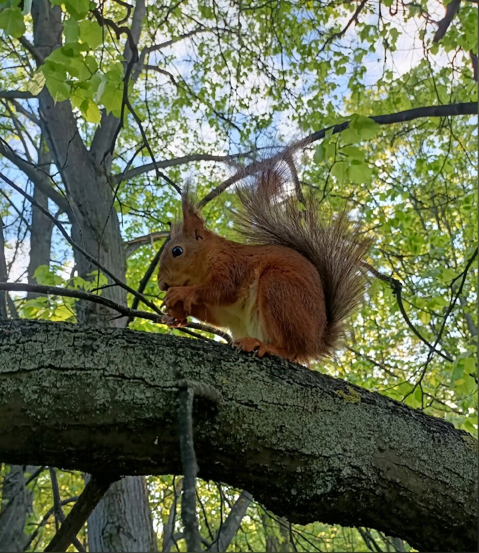 Белочка-москвичка просто для украшения статьи.