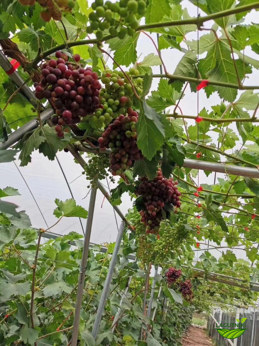 Подвязка винограда с помощью степлера для подвязки растений 