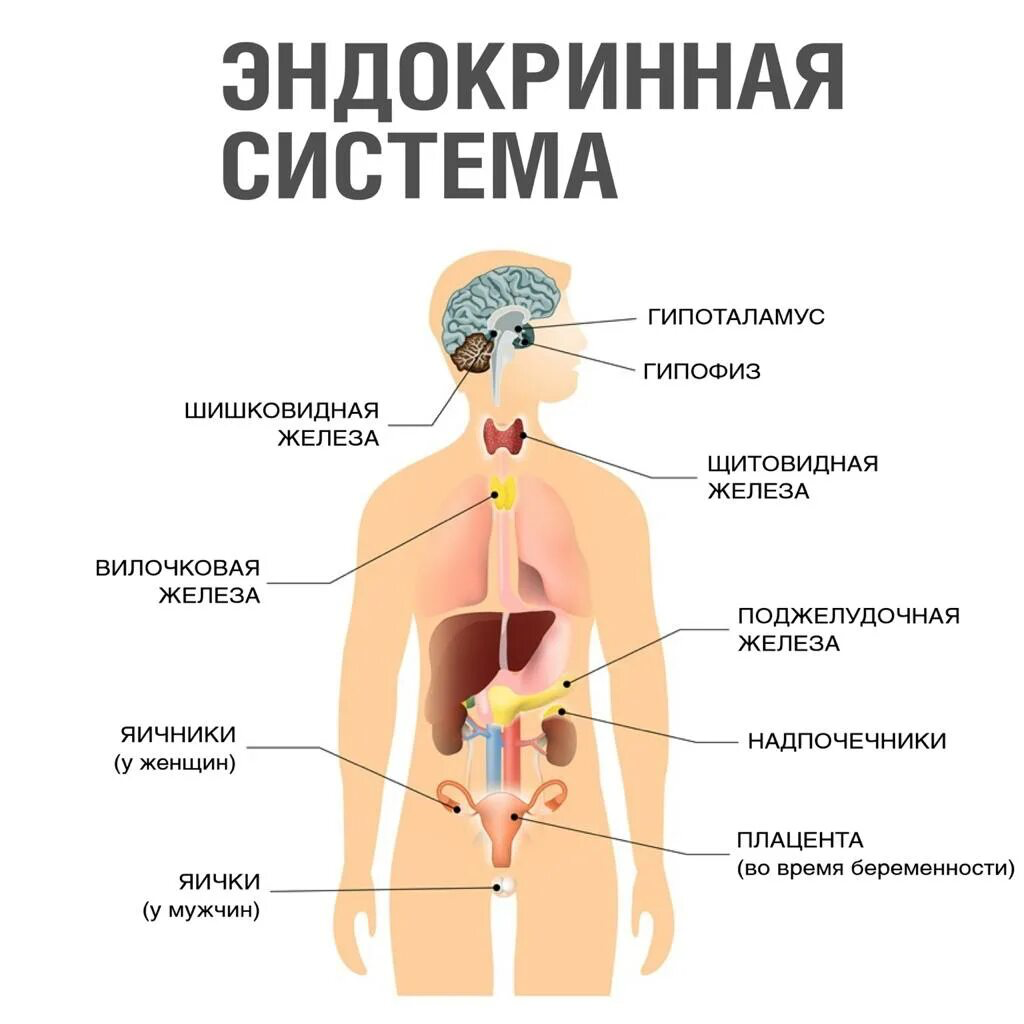 Женская железа название