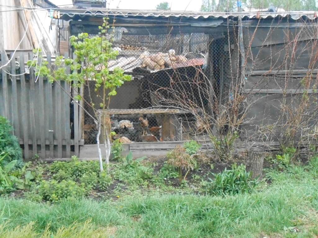 цыплята старшие