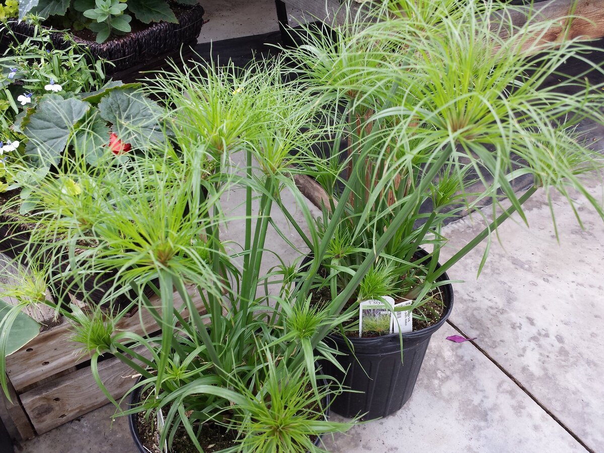 Циперус (Cyperus Little Tut) Serres Fortier