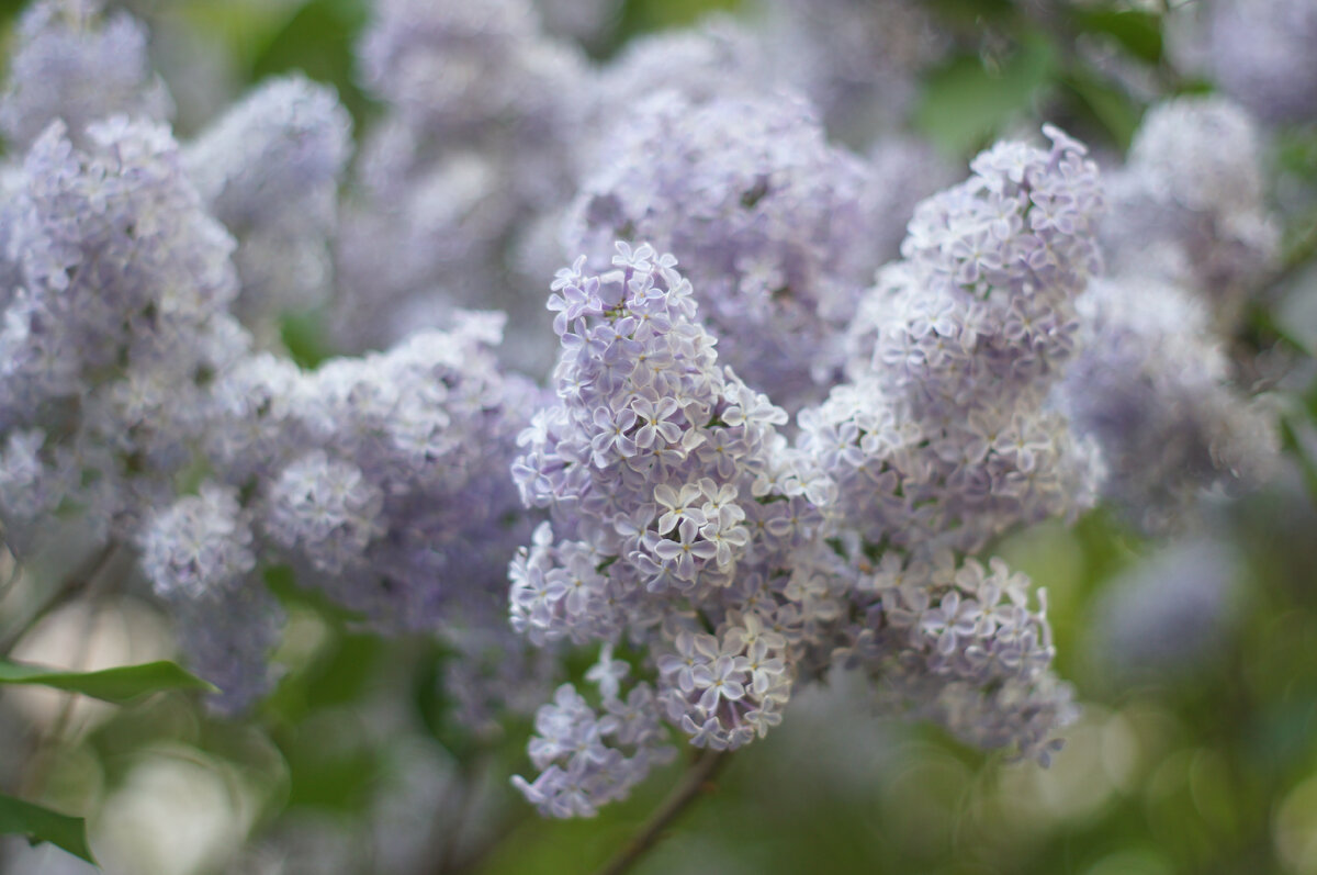 сирень у дома