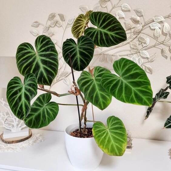 Philodendron Verrucosum. Фото: pinterest.com