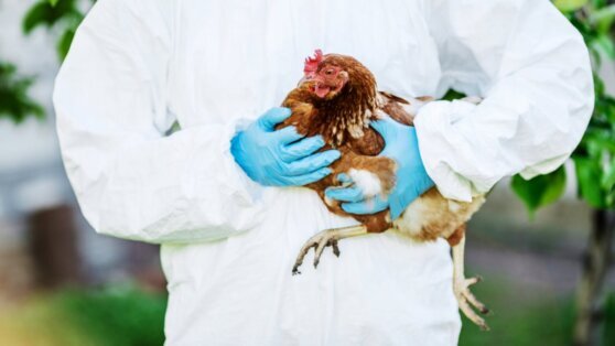    Власти ввели карантин по птичьему гриппу в Калининграде Сергей Бунеев